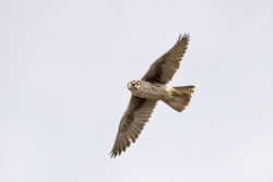 Prairie Falcon