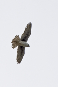 Prairie Falcon