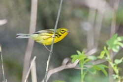 Prairie Warbler