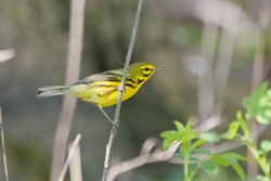 Prairie Warbler