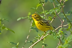 Prairie Warbler