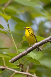 Prairie Warbler