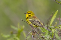 Prairie Warbler
