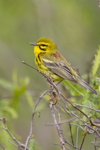 Prairie Warbler