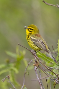 Prairie Warbler