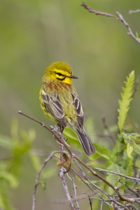 Prairie Warbler