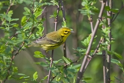 Prairie Warbler