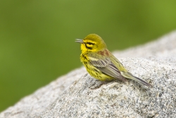 Prairie Warbler