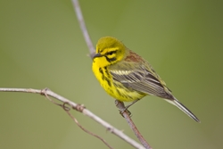 Prairie Warbler