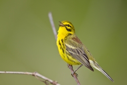 Prairie Warbler