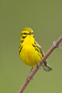 Prairie Warbler