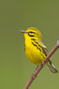 Prairie Warbler