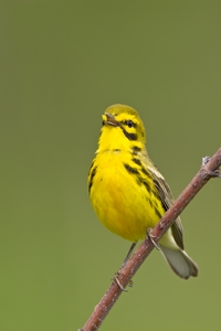 Prairie Warbler
