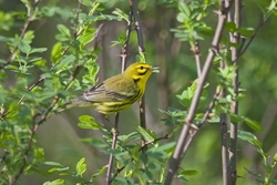 Prairie Warbler
