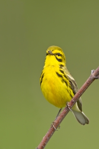 Prairie Warbler