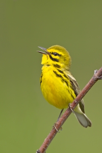 Prairie Warbler