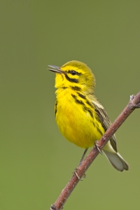 Prairie Warbler