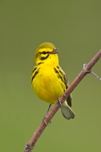 Prairie Warbler