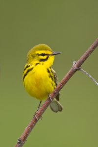 Prairie Warbler