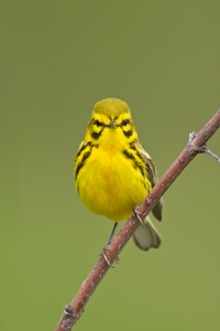 Prairie Warbler