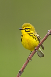 Prairie Warbler