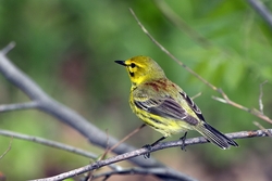 Prairie Warbler