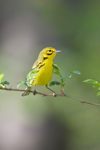 Prairie Warbler