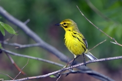 Prairie Warbler