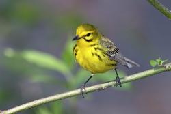 Prairie Warbler