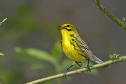 Prairie Warbler