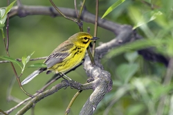 Prairie Warbler