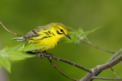 Prairie Warbler
