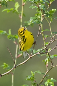 Prairie Warbler