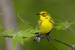 Prairie Warbler