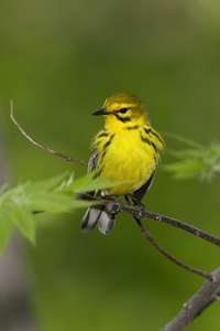 Prairie Warbler