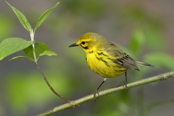 Prairie Warbler