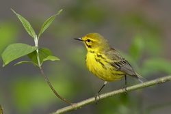 Prairie Warbler