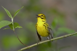 Prairie Warbler