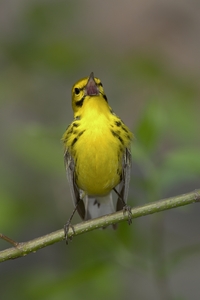 Prairie Warbler
