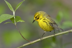 Prairie Warbler