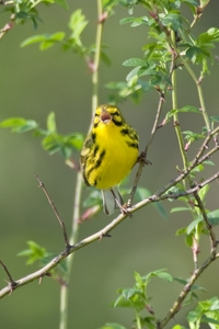 Prairie Warbler