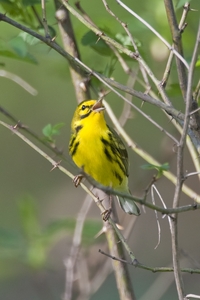 Prairie Warbler
