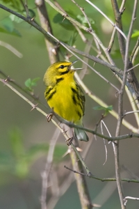 Prairie Warbler
