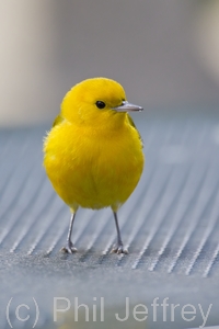Prothonotary Warbler