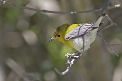 Prothonotary Warbler