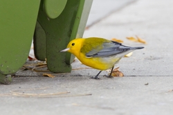 Prothonotary Warbler