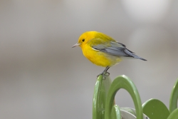Prothonotary Warbler