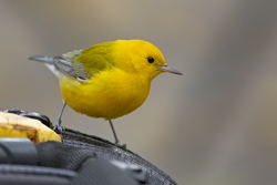 Prothonotary Warbler