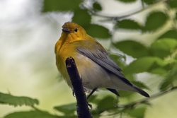 Prothonotary Warbler
