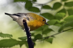 Prothonotary Warbler